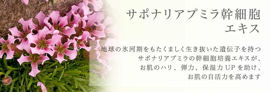 サポナリアプミラ幹細胞エキス 地球の氷河期をもたくましく生き抜いた遺伝子を持つサポナリアプミラの幹細胞培養エキスが、お肌のハリ、弾力、保湿力UPを助け、お肌の自活力を高めます