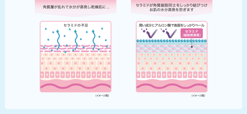 角質層が乱れて水分が蒸発し乾燥肌に… セラミドの不足｜セラミドが角質細胞同士をしっかり結びつけお肌の水分蒸発を防ぎます 潤い成分ヒアルロン酸で表面をしっかりベール