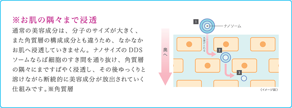 お肌の隅々まで浸透 通常の美容成分は、分子のサイズが大きく、また角質層の構成成分とも違うため、なかなかお肌へ浸透していきません。ナノサイズのDDSソームならば細胞のすき間を通り抜け、角質層の隅々にまですばやく浸透し、その後ゆっくりと溶けながら断続的に美容成分が放出されていく仕組みです。※角質層
