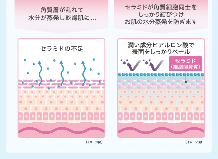角質層が乱れて水分が蒸発し乾燥肌に... セラミドの不足｜セラミドが角質細胞同士をしっかり結びつけお肌の水分蒸発を防ぎます 潤い成分ヒアルロン酸で表面をしっかりベール