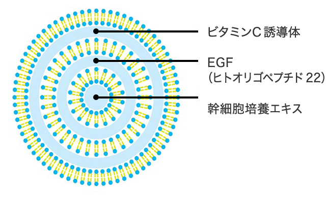 ビタミンC誘導体 EGF（ヒトオリゴペプチド22）幹細胞培養エキス