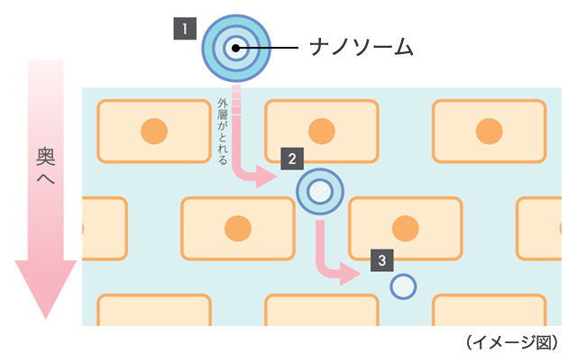 ナノソーム イメージ図