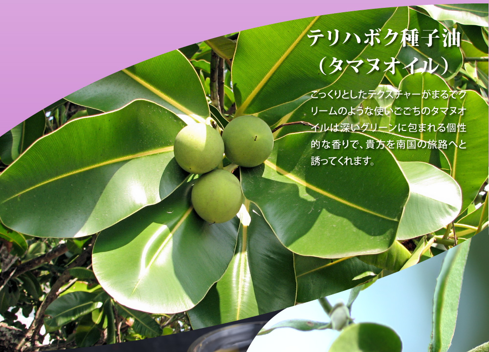 テリハボク種子油（タマヌオイル）