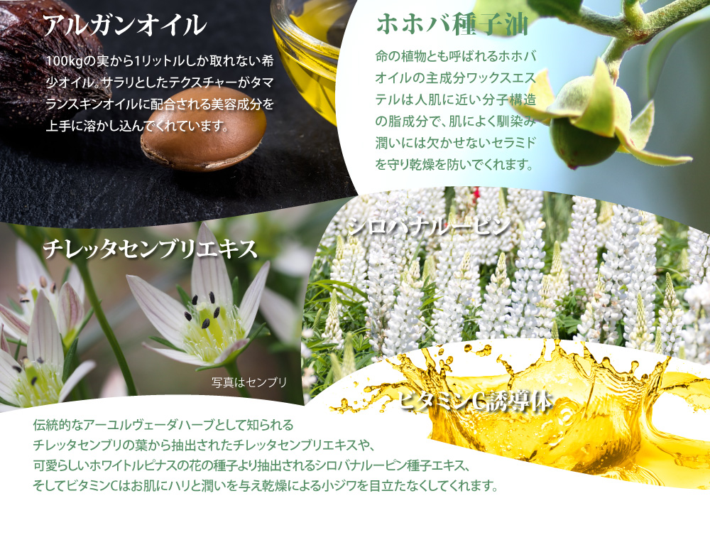 アルガンオイル、ホホバ種子油、チレッタセンブリエキス、シロバナルーピン